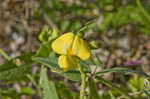 Hairy cowpea